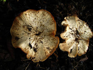 гриб Агарикус (Agaricus Blazei Murrill)