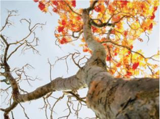 Дуб Убаме (Quercus Phillyraeoides)