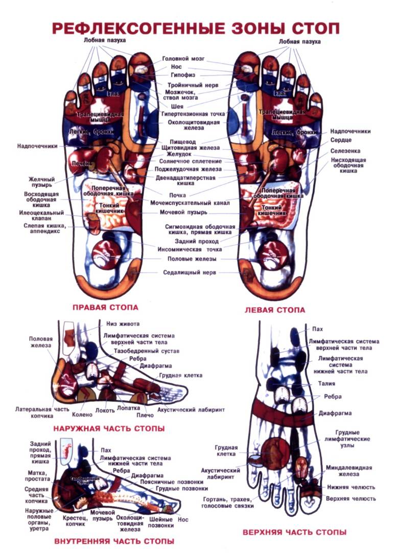 Схема расположения рефлексогенных зон стоп